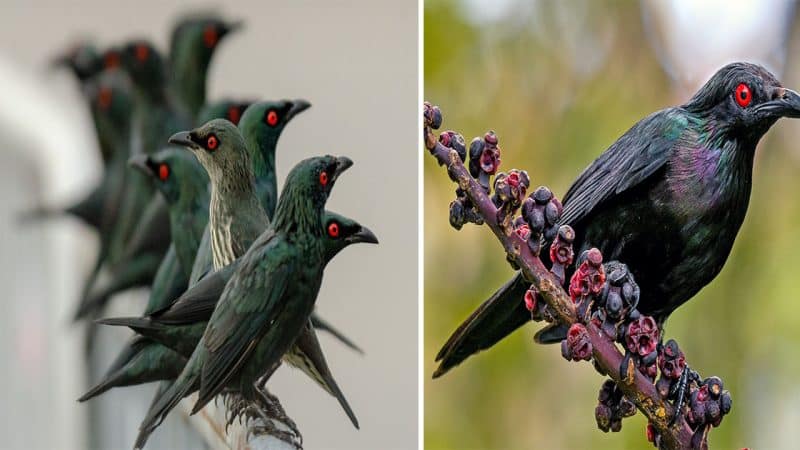 The Alluring Charms of Metallic Starlings: A Visual Symphony of Shimmering Plumage