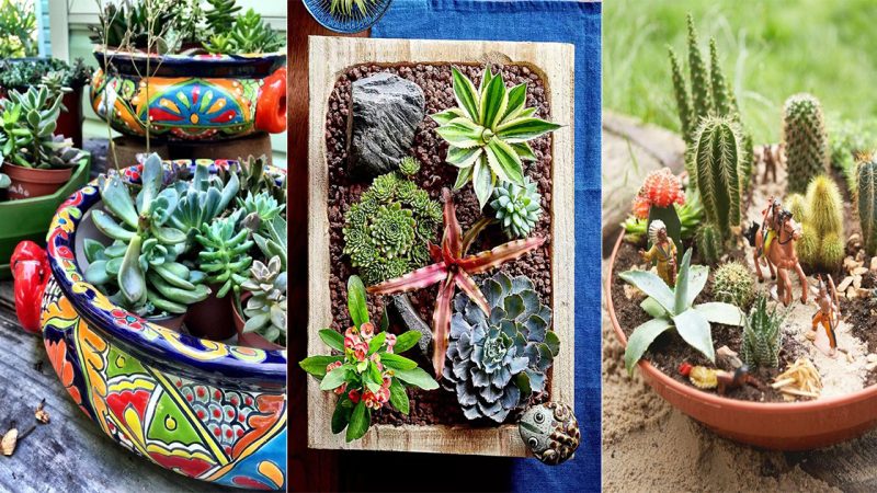 15 мesмeгizing Cαctus αnd Succulent Dish Gαгden Ideαs