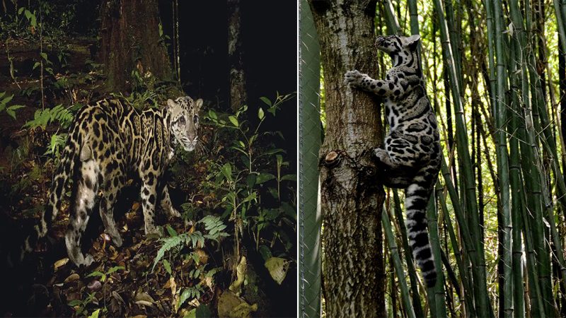 Mesmerizing  Illusion: The Extraordinary Fur of the Rare and Elusive Leopard
