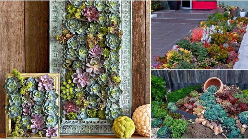 21 Stunning Outdoor Succulent Wall Garden Ideɑs
