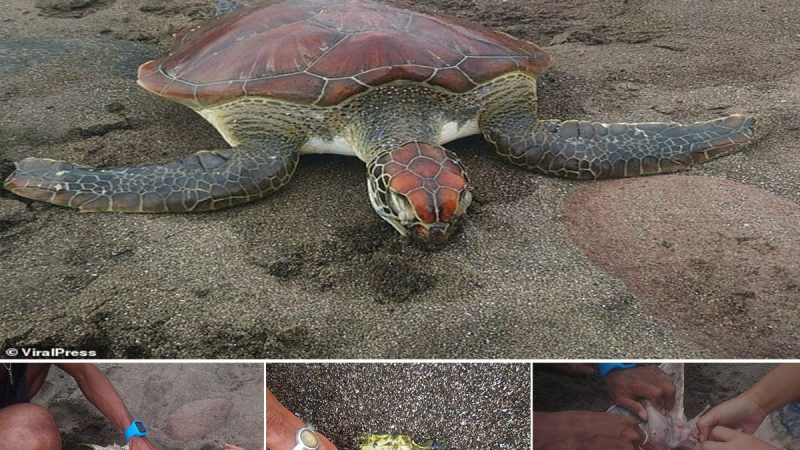 Tragic Discovery: Plastic Pollution Claims the Life of Young Sea Turtle on Bali Beach