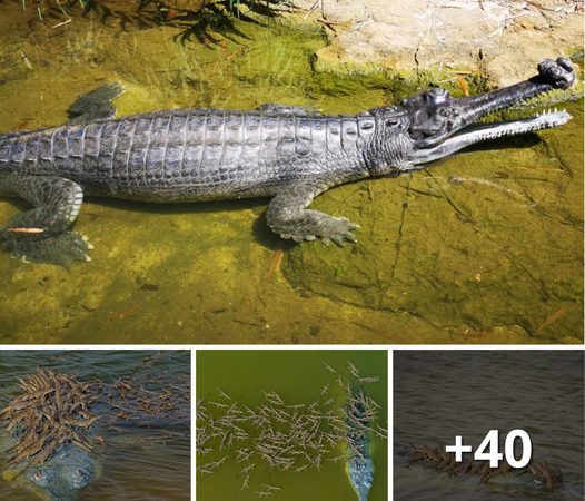 Photo Of Father Crocodile Carrying Over 100 Baby Crocs On His Back Is a Really Great Sign