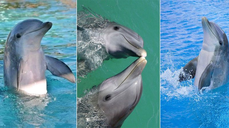 Dolphins: The Marvels of the Ocean Symphony
