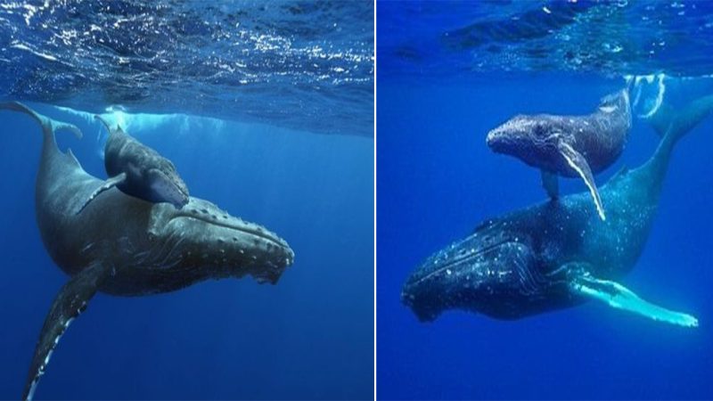 A Glimpse into the Graceful World of Beautiful Mother Whales and Their Calves