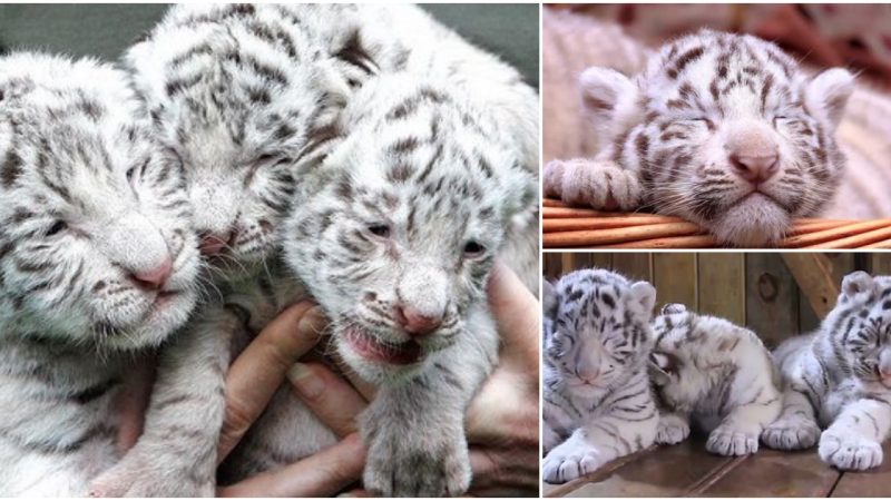 Newborn White Tiger Triplets Captivate Hearts in China